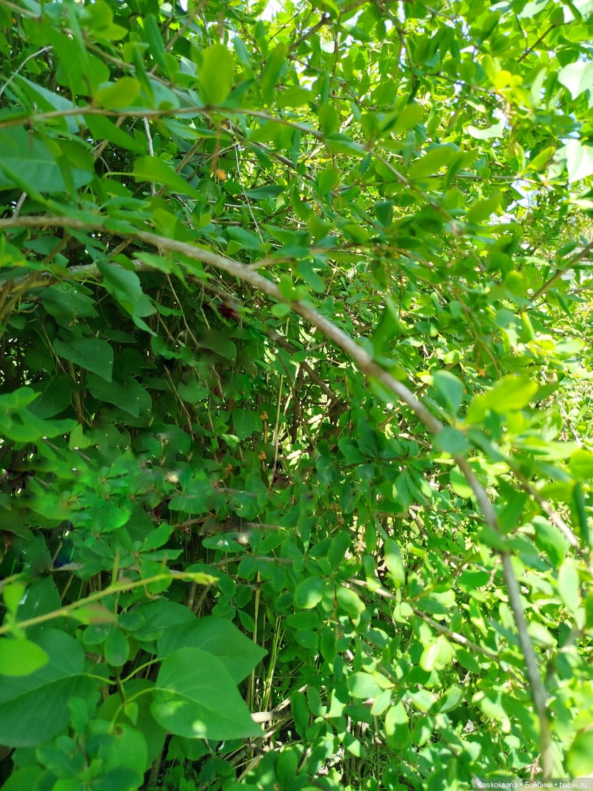 Открываем Врата Лета — Кукольные фестивали и конкурсы: праздники