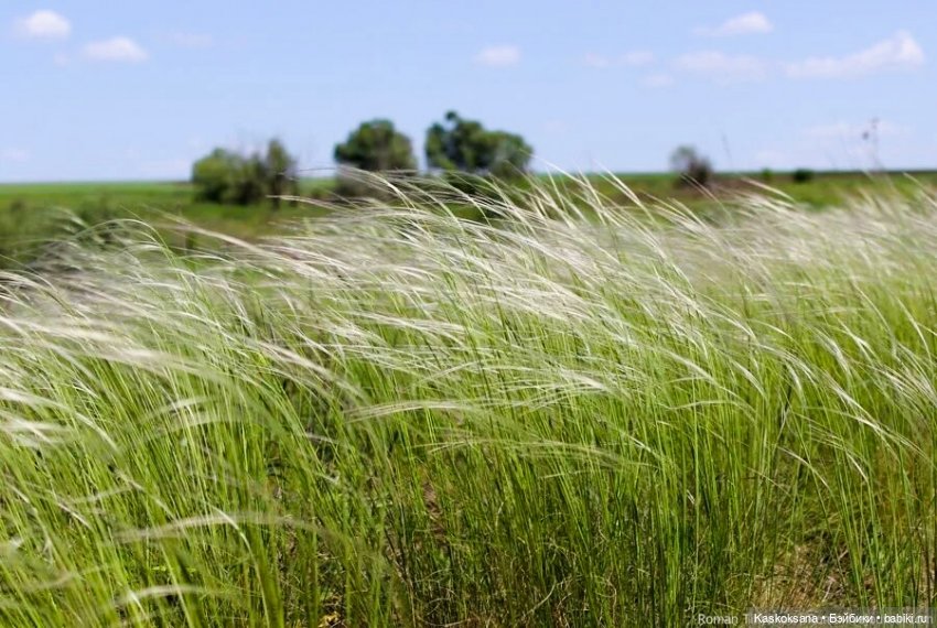 Открываем Врата Лета — Кукольные фестивали и конкурсы: праздники