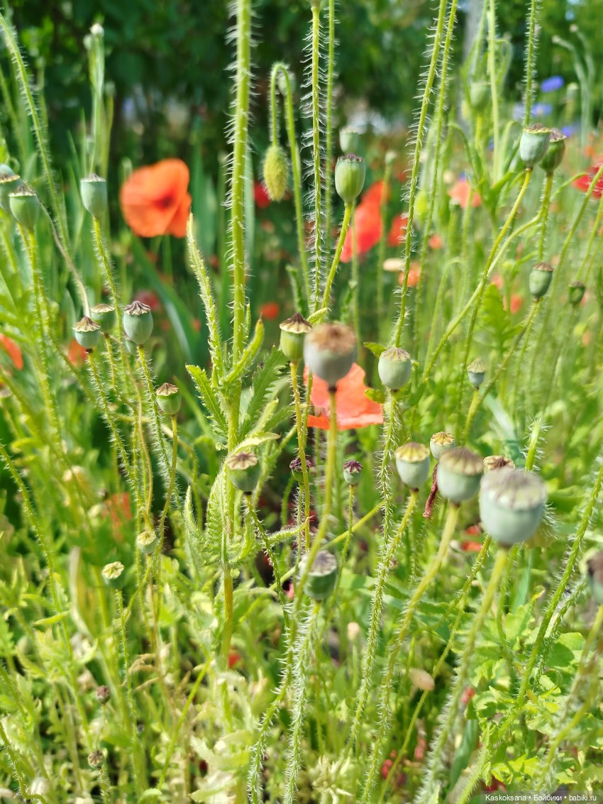Открываем Врата Лета — Кукольные фестивали и конкурсы: праздники