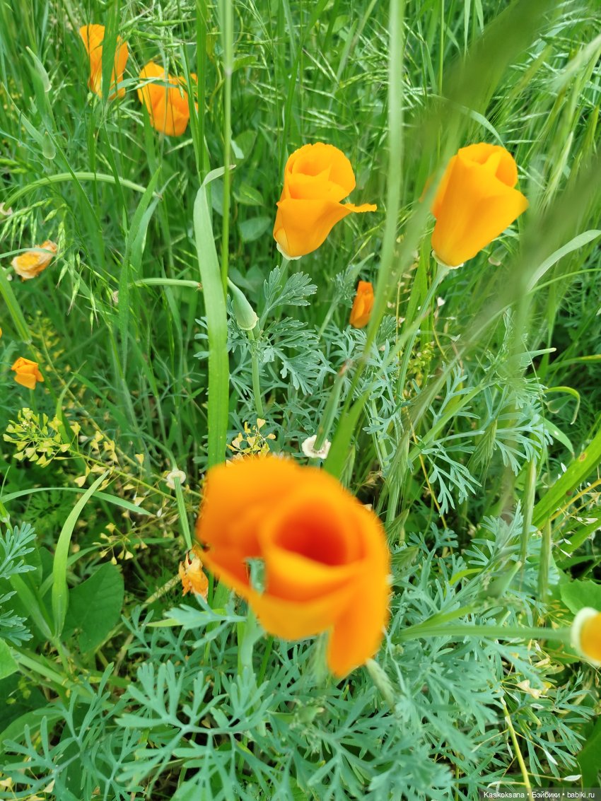 Открываем Врата Лета — Кукольные фестивали и конкурсы: праздники (фото 4)