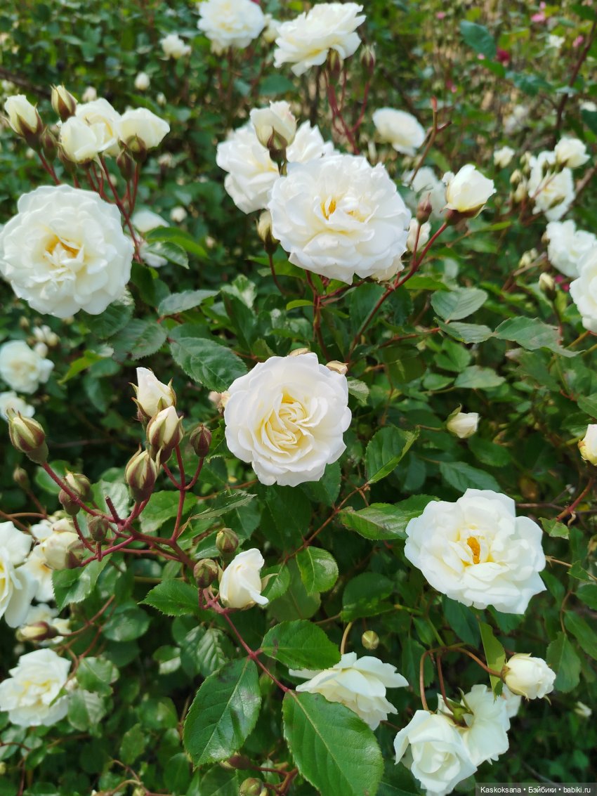 Открываем Врата Лета — Кукольные фестивали и конкурсы: праздники (фото 10)