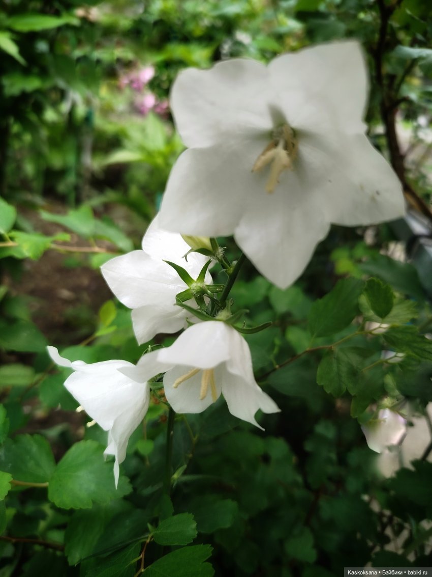 Открываем Врата Лета — Кукольные фестивали и конкурсы: праздники