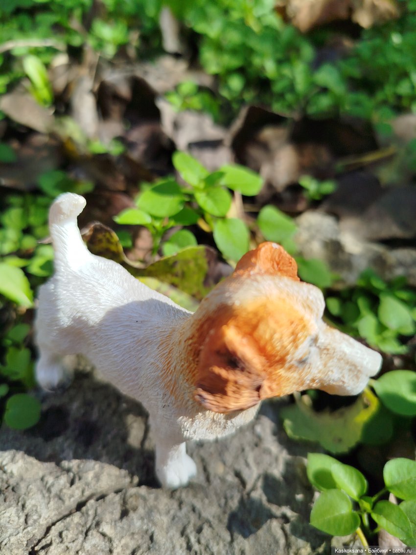 Анонс. Выставка домашних животных (фото 4)