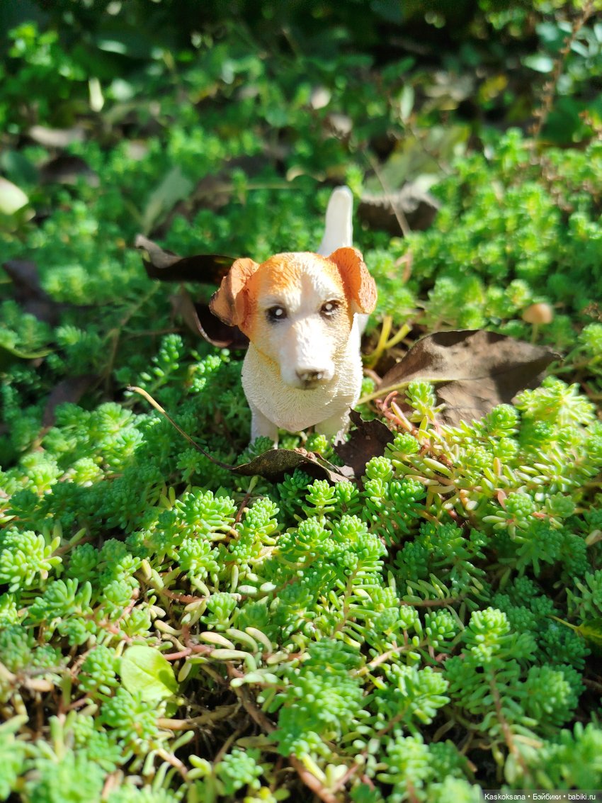 Анонс. Выставка домашних животных (фото 6)