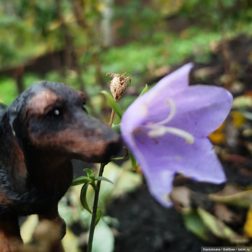 Напоминалка: Выставка домашних животных