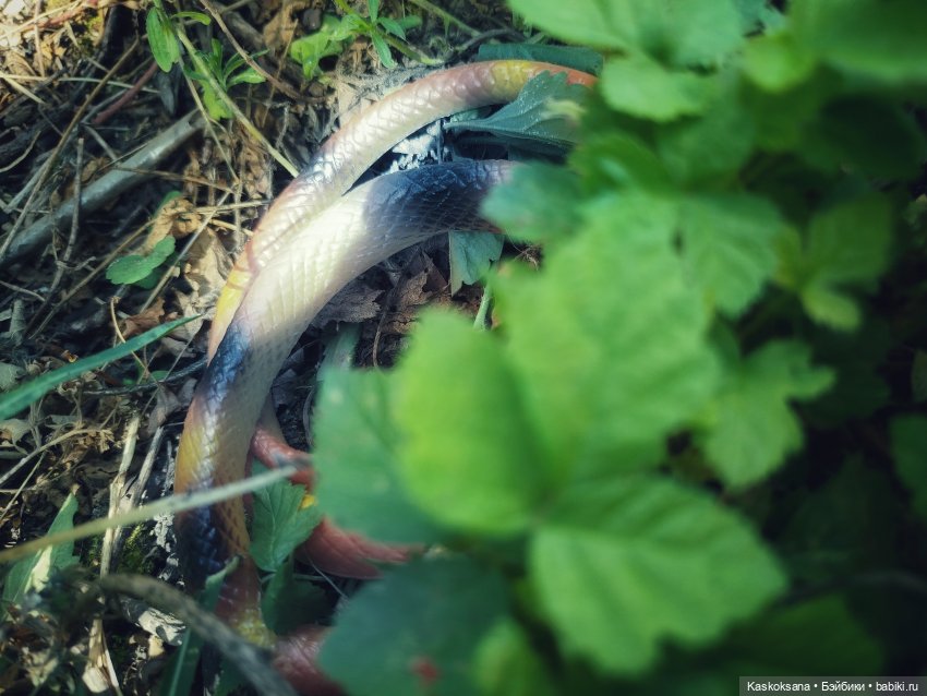 Музфест 2025. PROlife Sound: Невеста полоза