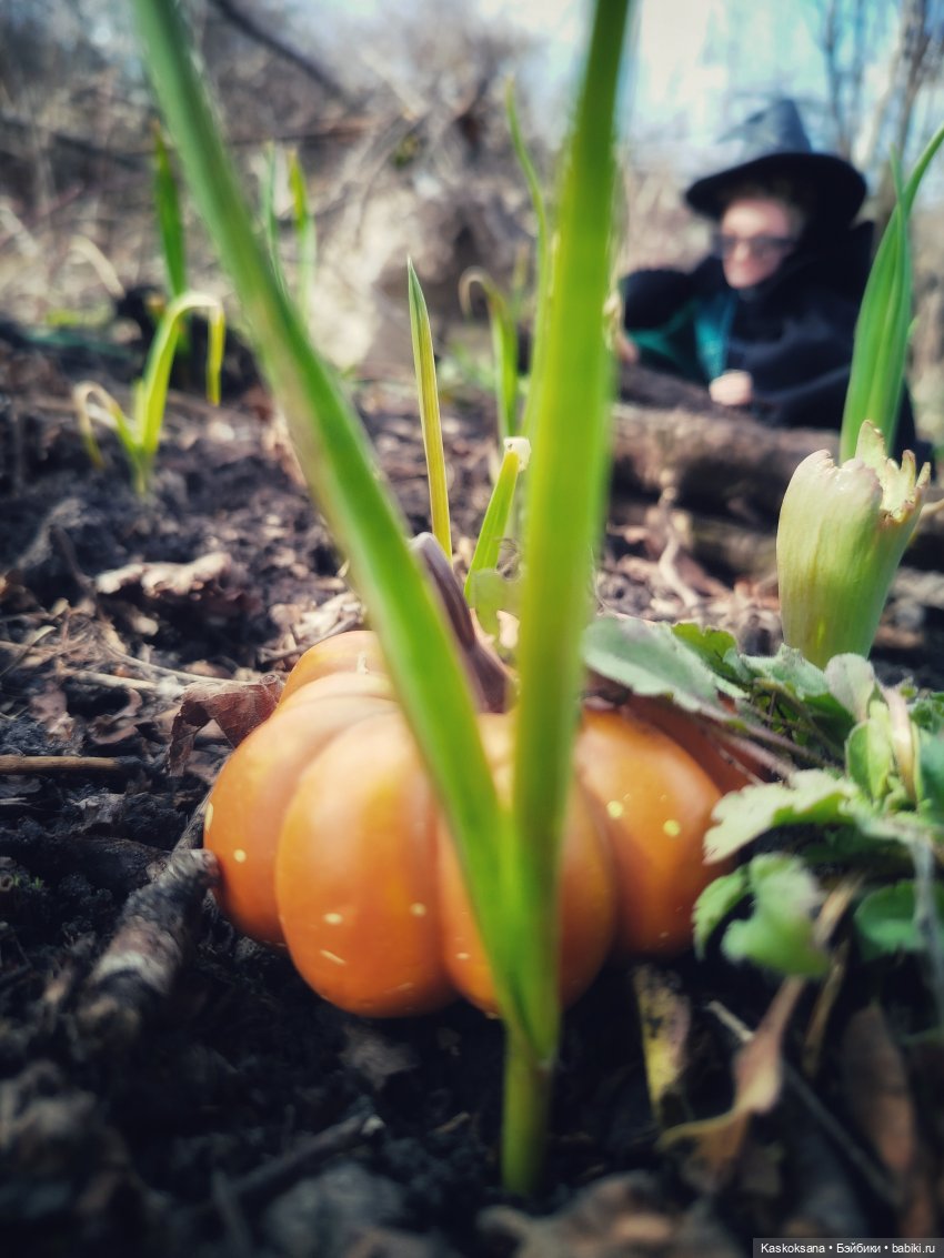 Веселая весна в Хогвартсе: о драках и тыквах