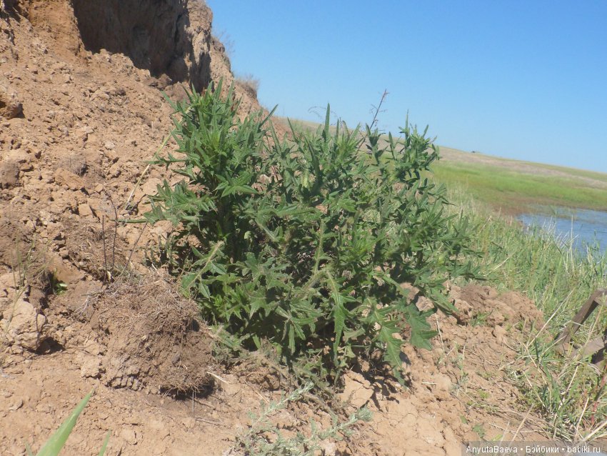 Ура!!! Рыбалочка — Куклы Baboliy (Баболи