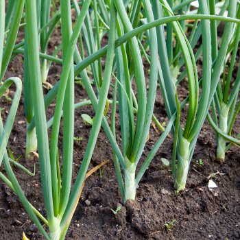 Маруся-агроном