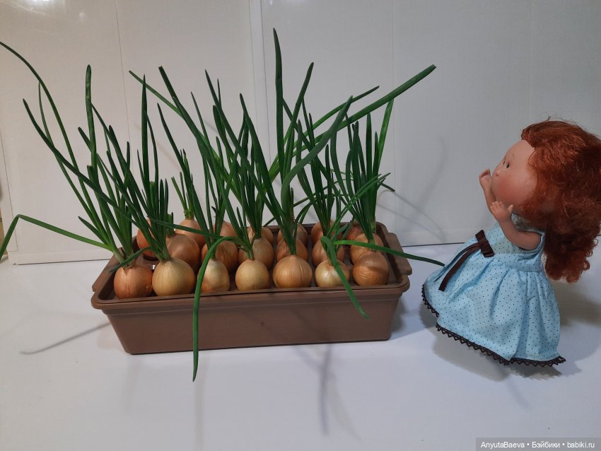 "Лес" лука. Маруся-агроном,часть вторая (фото 7)