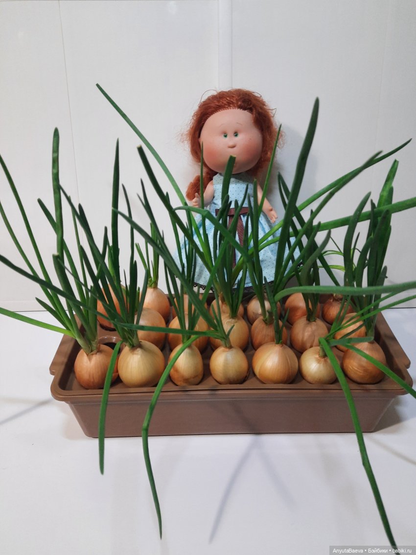 "Лес" лука. Маруся-агроном,часть вторая (фото 5)