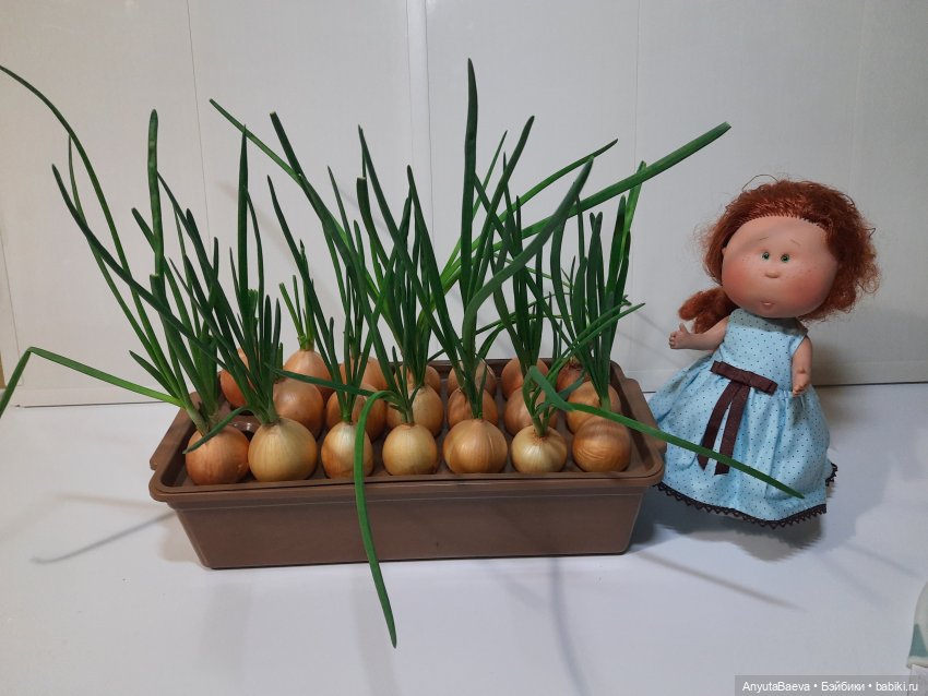 "Лес" лука. Маруся-агроном,часть вторая (фото 3)