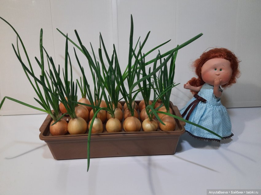 "Лес" лука. Маруся-агроном,часть вторая (фото 8)