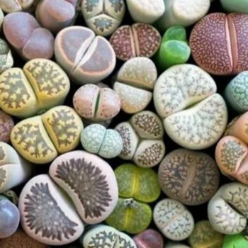 Лук вырастили, теперь будем выращивать камни, причём живые😍