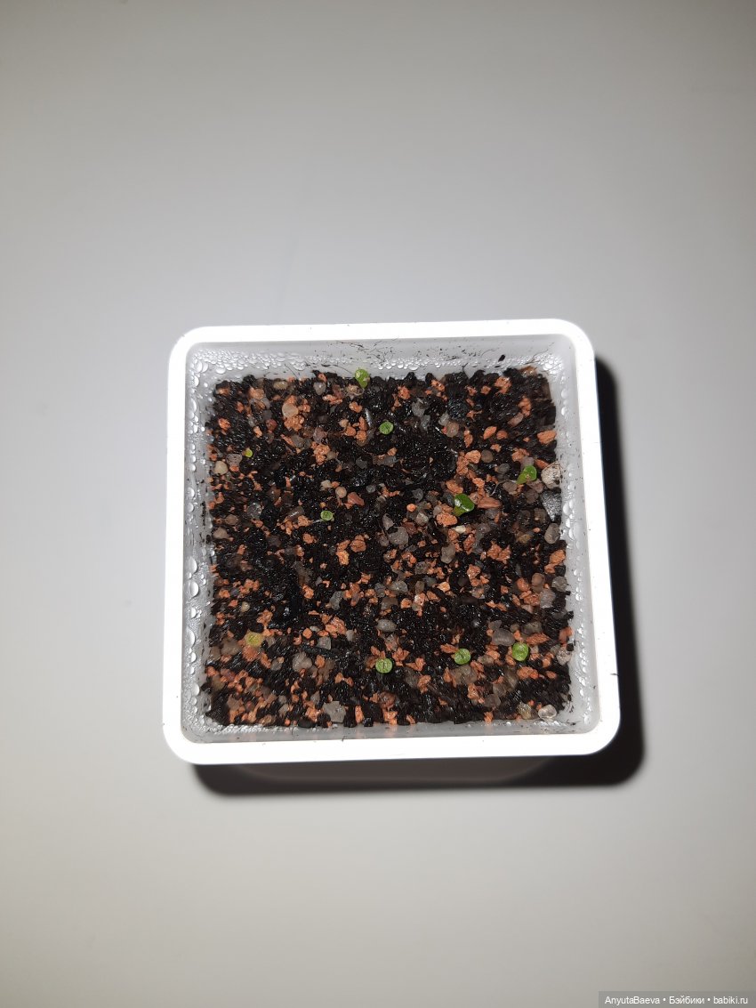 Камни! Крохотные... у Маруси (фото 3)