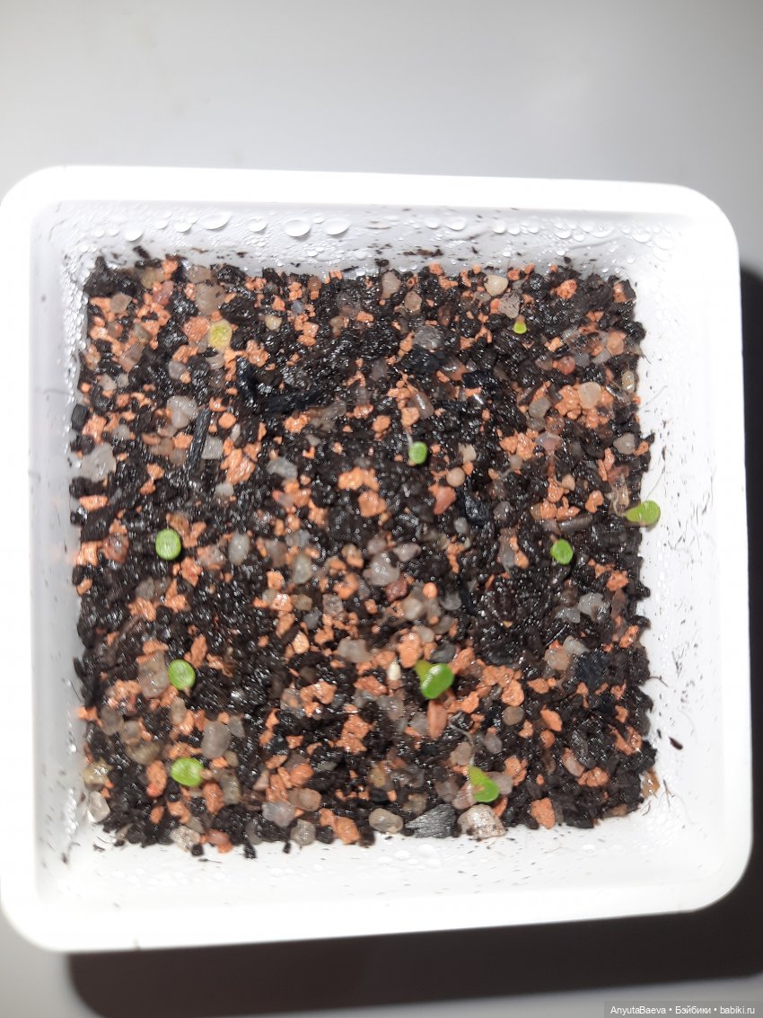 Камни! Крохотные... у Маруси (фото 4)