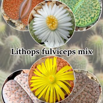 Камни! Крохотные... у Маруси