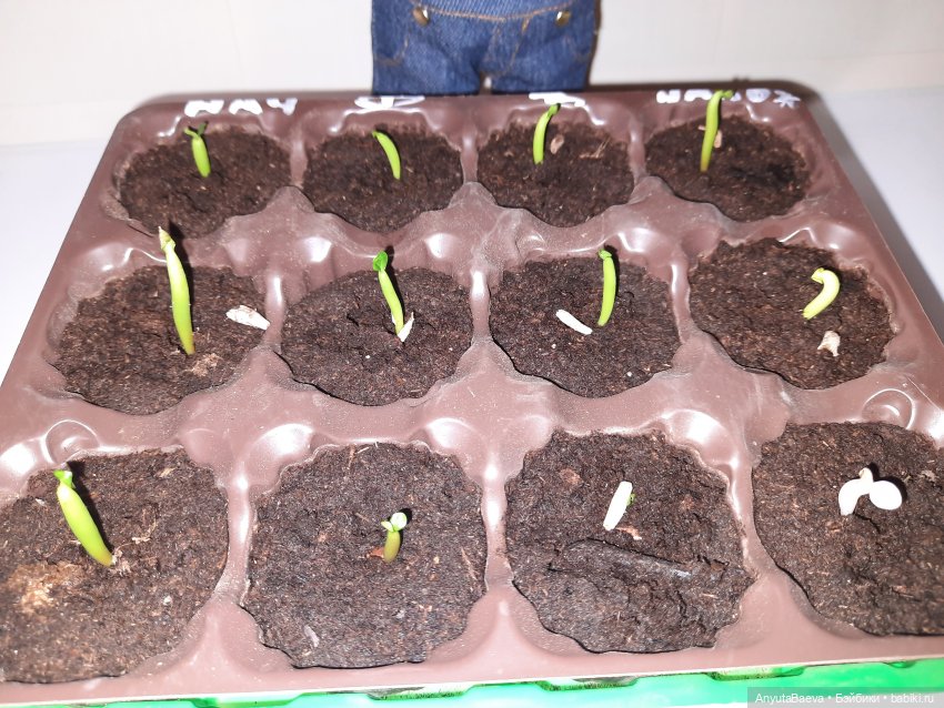 Адениум — Куклы Nines d'Onil (Нинес): Миа (Mia) (фото 7)