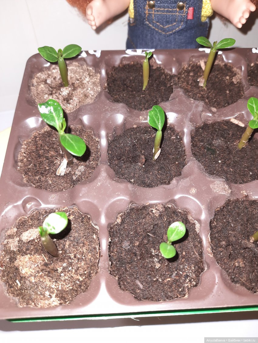 Адениум — Куклы Nines d'Onil (Нинес): Миа (Mia)