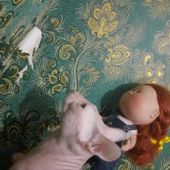 Спасение Мухамеда