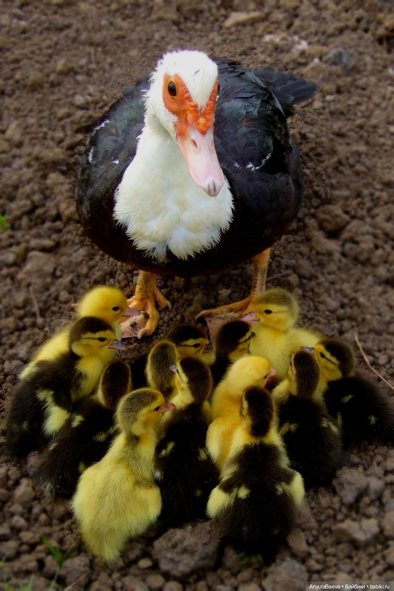 "Дети" под присмотром — Куклы Nines d'Onil (Нинес): Миа (Mia)