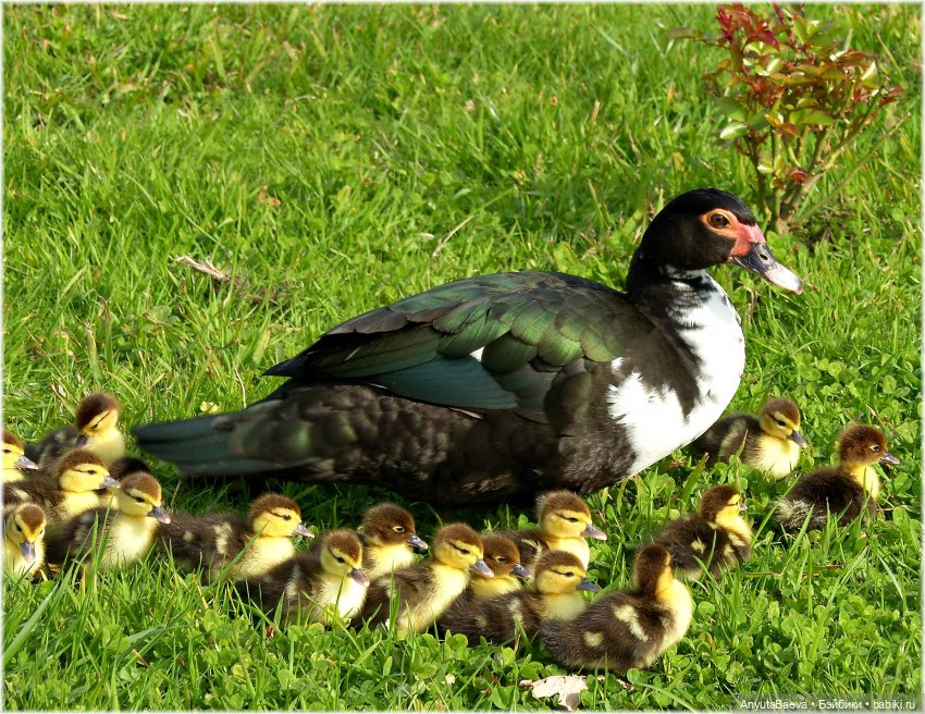 "Дети" под присмотром — Куклы Nines d'Onil (Нинес): Миа (Mia)