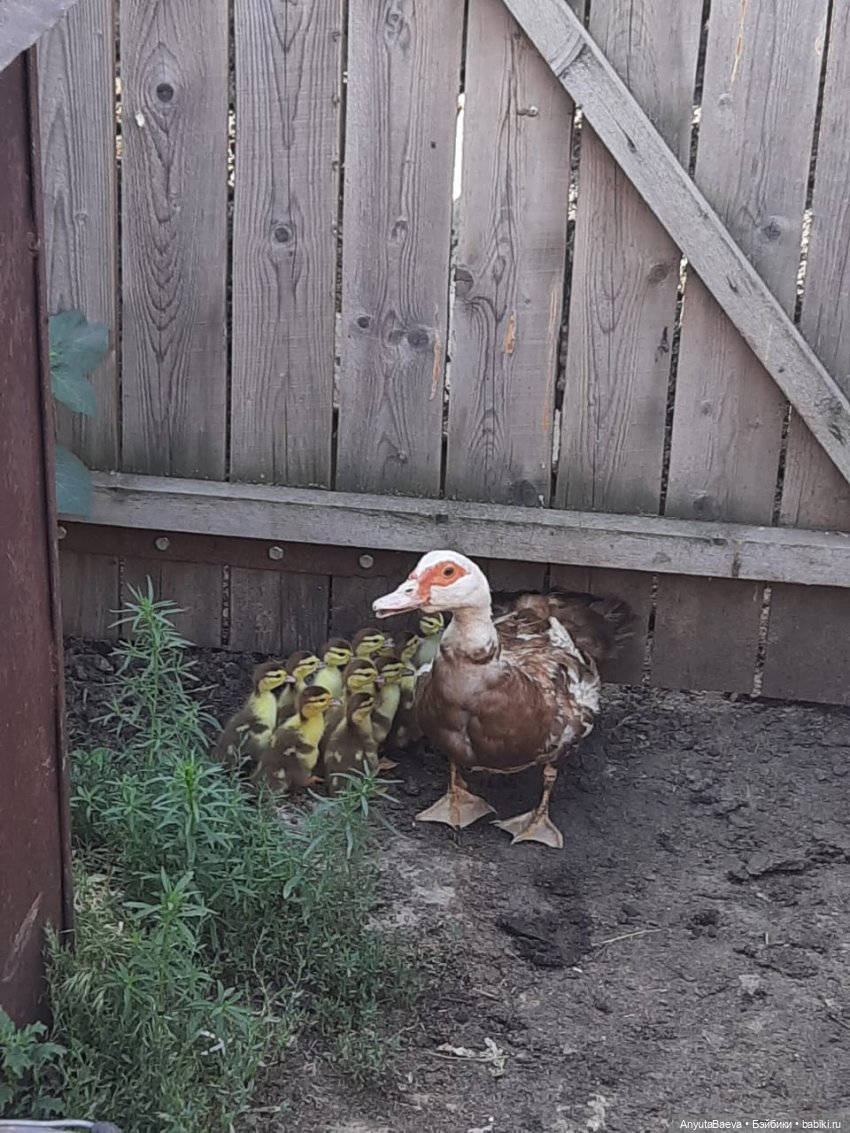 "Дети" под присмотром — Куклы Nines d'Onil (Нинес): Миа (Mia)