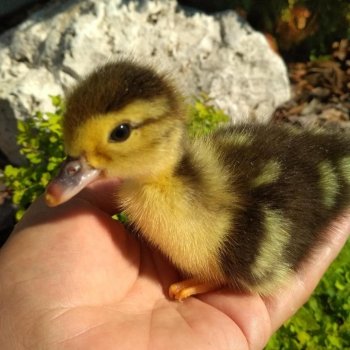 "Дети" под присмотром