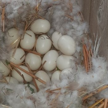 "Дети" без присмотра