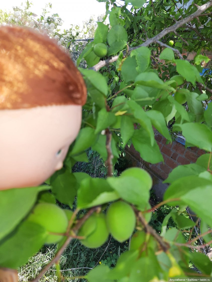 А Вы любите зелёные абрикосы (фото 2)