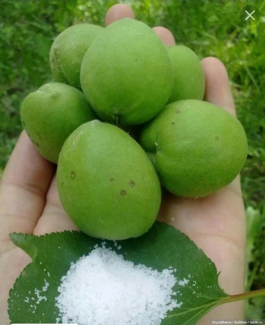 А Вы любите зелёные абрикосы (фото 6)