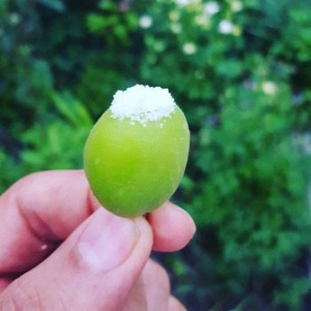 А Вы любите зелёные абрикосы?