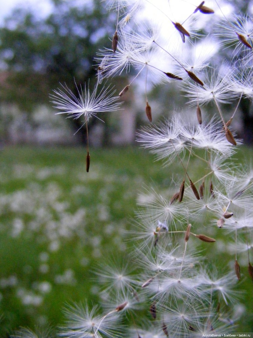 С днём одуванчика — Куклы Nines d'Onil (Нинес): Миа (Mia) (фото 5)