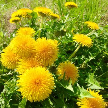 С днём одуванчика