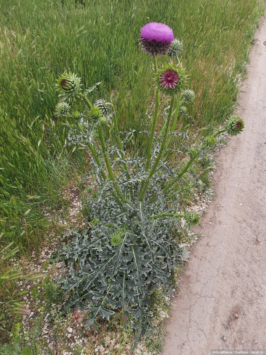 А мы нашли колючку😁 — Куклы Nines d'Onil (Нинес): Миа (Mia)