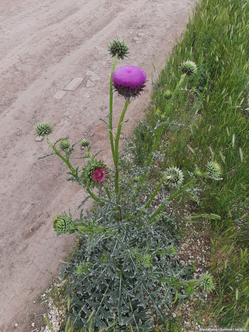 А мы нашли колючку😁 — Куклы Nines d'Onil (Нинес): Миа (Mia) (фото 2)