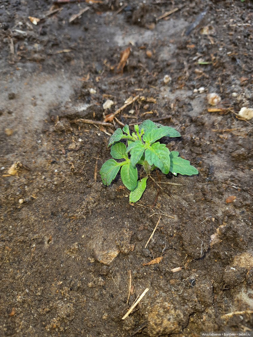 Огородный гном Маруся — Куклы Nines d'Onil (Нинес): Миа (Mia)