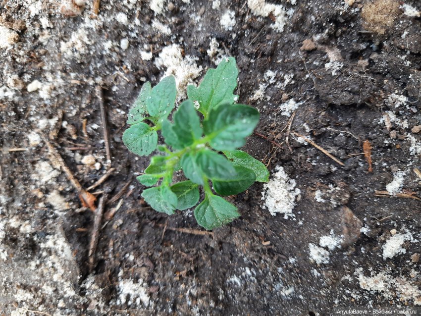 Огородный гном Маруся — Куклы Nines d'Onil (Нинес): Миа (Mia)