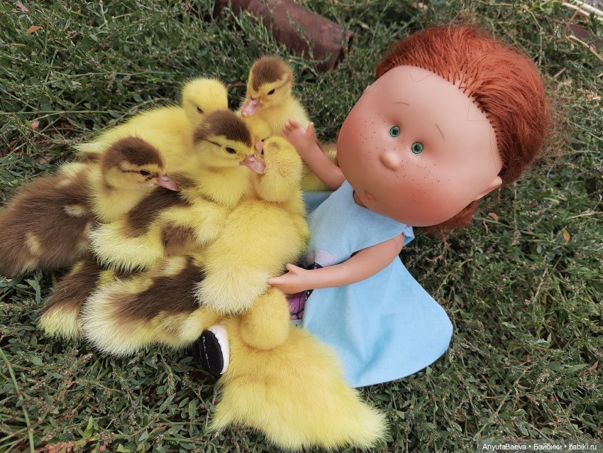 А у нас вот - приплод,озимые утята😁🙈