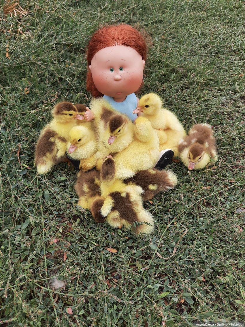 А у нас вот - приплод,озимые утята😁🙈 (фото 9)