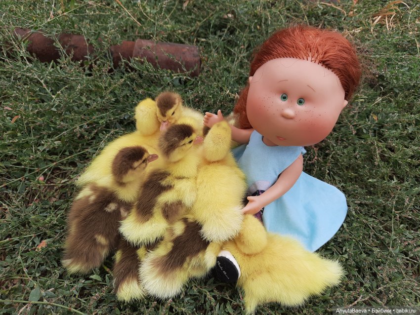 А у нас вот - приплод,озимые утята😁🙈