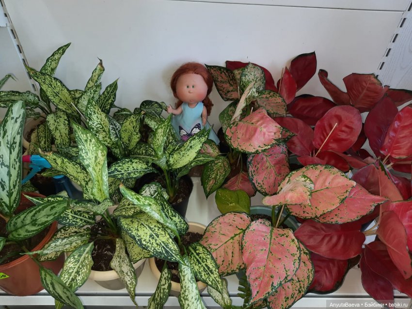 Мы ходили в магазин — Куклы Nines d'Onil (Нинес): Миа (Mia)