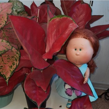 Мы ходили в магазин.