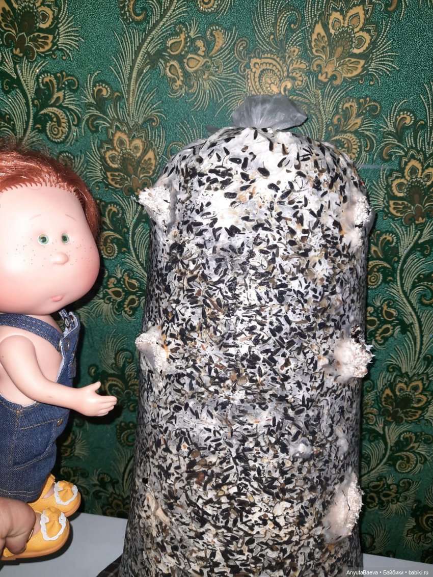 Грибные "питомцы",часть вторая)