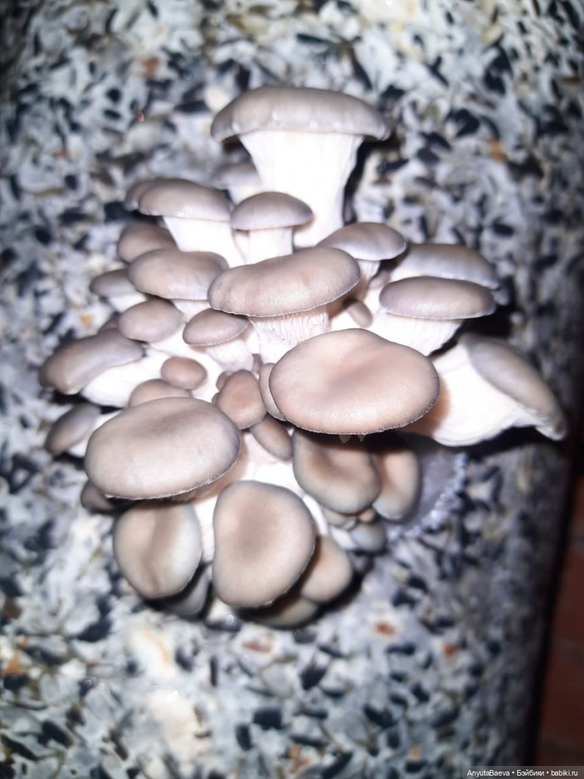 Грибные "питомцы",часть вторая)