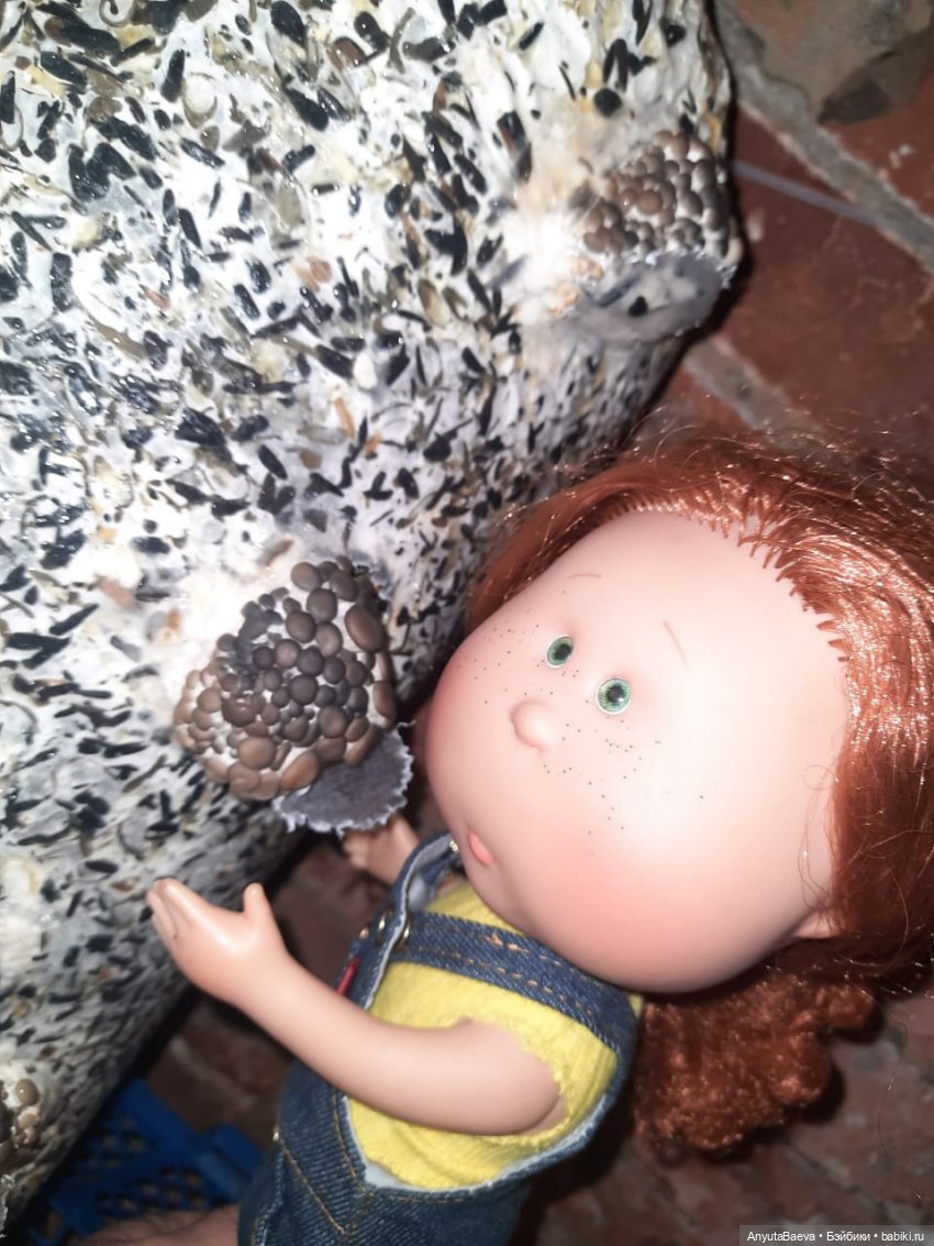 Грибные "питомцы",часть вторая) (фото 9)