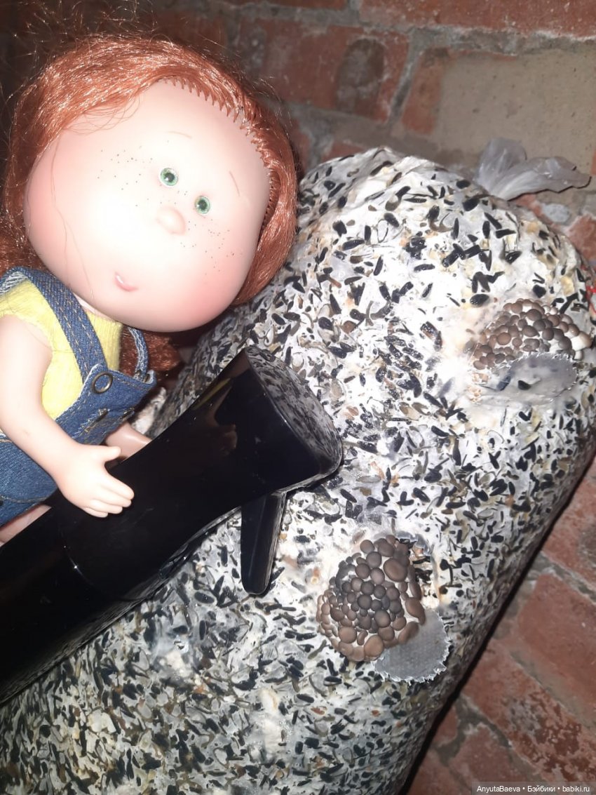 Грибные "питомцы",часть вторая) (фото 8)