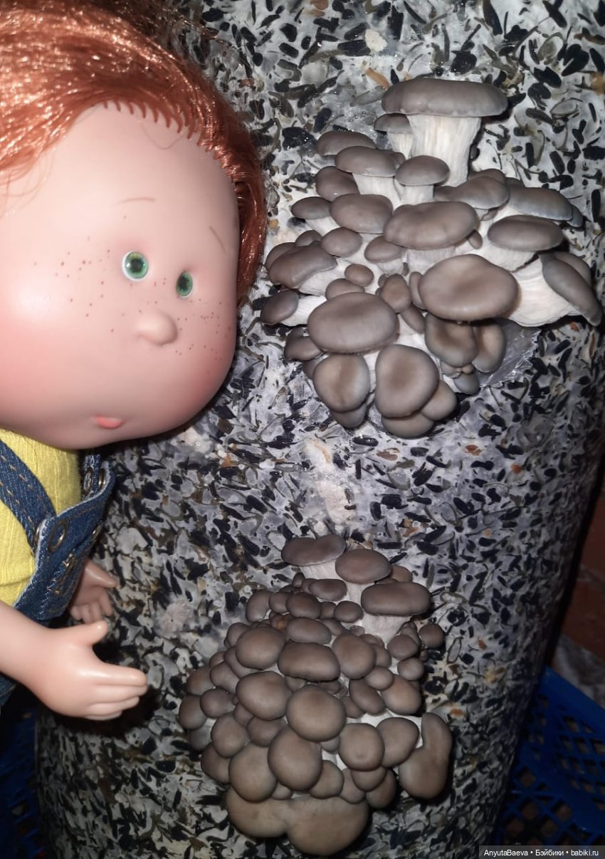 Грибные "питомцы",часть вторая)