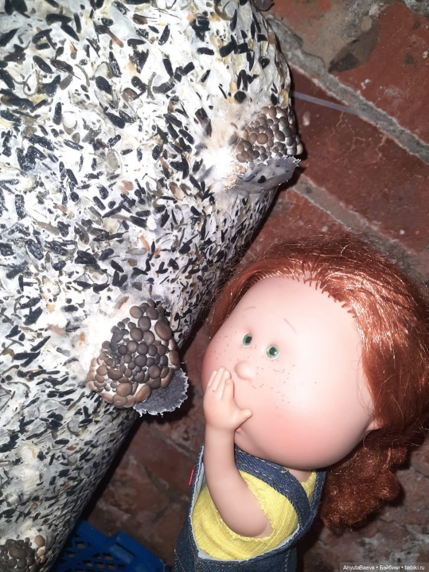 Грибные "питомцы",часть вторая) (фото 5)