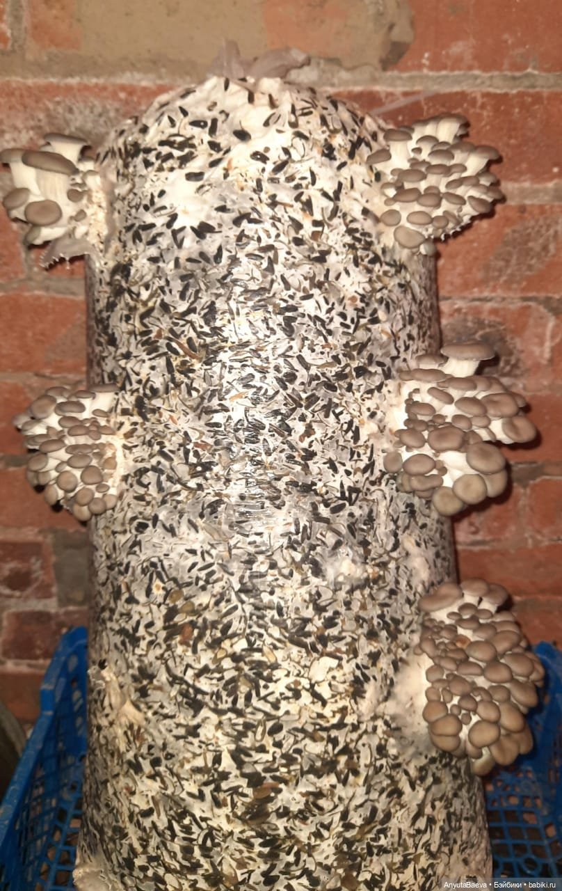 Грибные "питомцы",часть вторая) (фото 10)